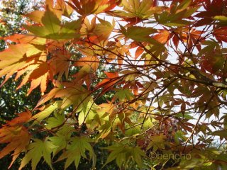 Acer palmatum 'Chitoseyama'