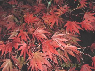 Acer palmatum 'Chitoseyama'