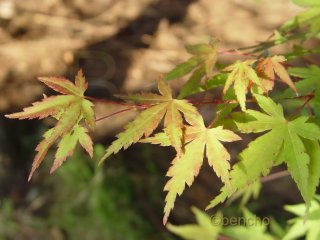 Acer palmatum 'Collinwood Ingram'