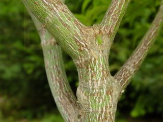 Acer palmatum 'Como'