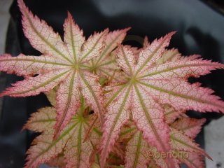 Acer palmatum 'Como'