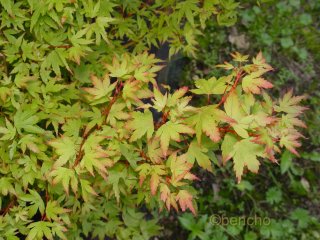 Acer palmatum 'Coonara Pygmy'