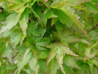 Acer palmatum 'Coonara Pygmy'