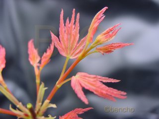 Acer palmatum 'Coral Pink'