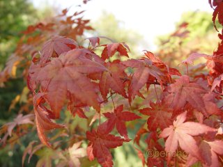 Acer palmatum 'Corallinum'