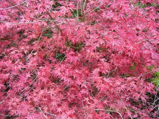 Acer palmatum 'Corallinum'