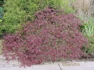 Acer palmatum 'Crimson Queen'