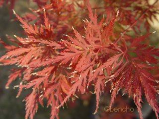 Acer palmatum 'Dentelle de Binche'
