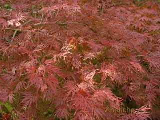 Acer palmatum 'Dentelle de Binche'