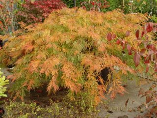 Acer palmatum 'Dissectum'