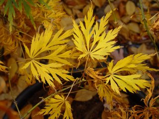 Acer palmatum 'Dissectum'