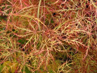 Acer palmatum 'Dissectum New'