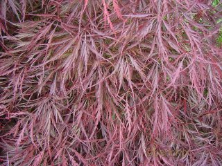Acer palmatum 'Dissectum Nigrum'