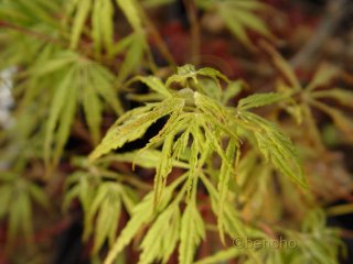 Acer palmatum 'Dissectum Paucum '