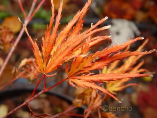 Acer palmatum 'Dissectum Paucum'