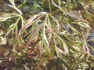 Acer palmatum 'Dissectum Variegatum'